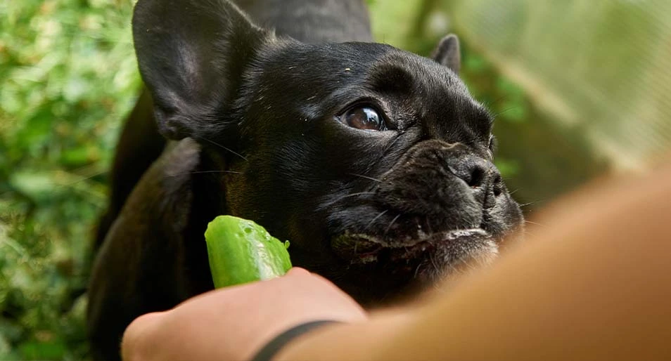 A black bulldog in a green outdoor area eating a pickle or cucumber a person is offering.