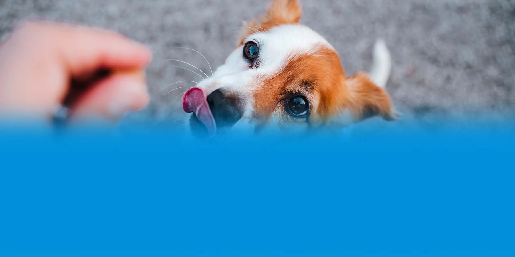 A Jack Russell terrier dog standing on two paws asking for treats.