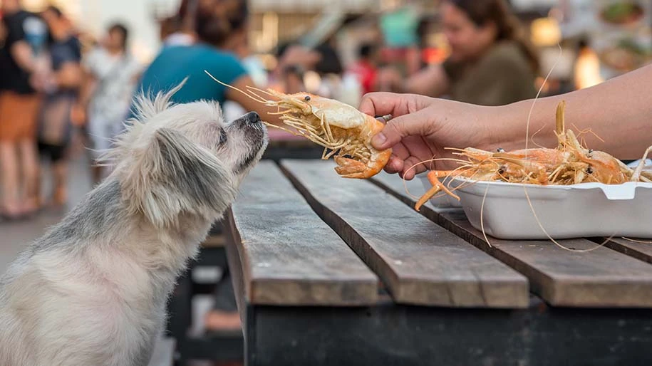 Small dog inspecting a large shrimp.