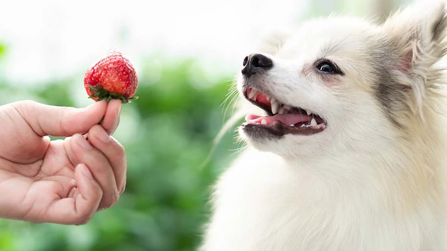 A pomeranian being offered a strawberry