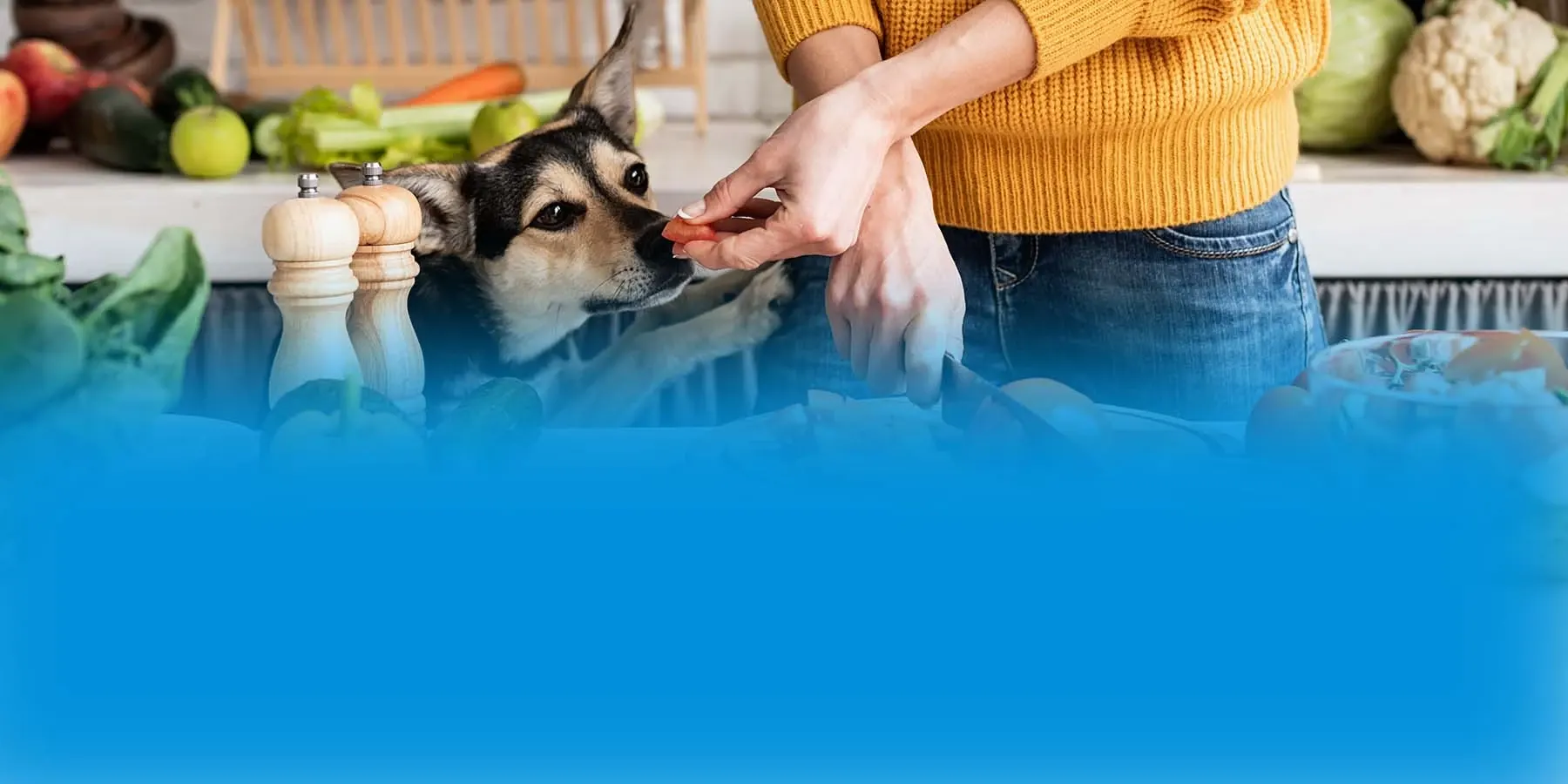 Making salad and giving a piece of tomato to a dog.