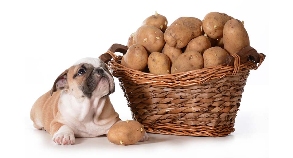 An English Bulldog sitting next to a full basket of Idaho potatoes. 