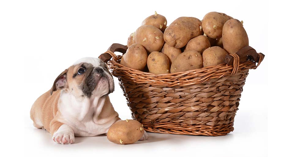 are all potatoes good for dogs