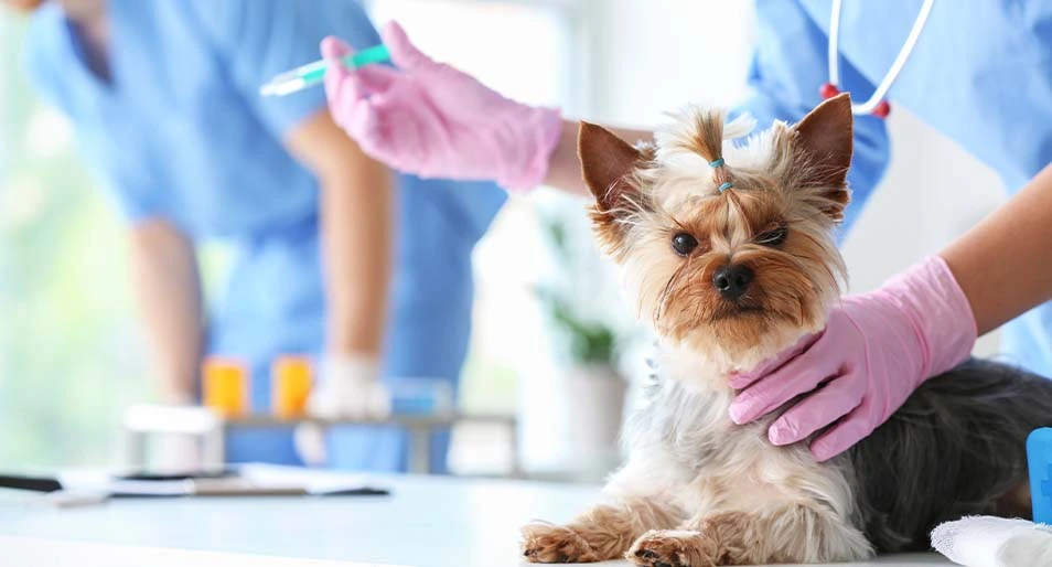 A Yorkshire terrier sits on an exam table while a vet with pink gloves prepares a syringe.