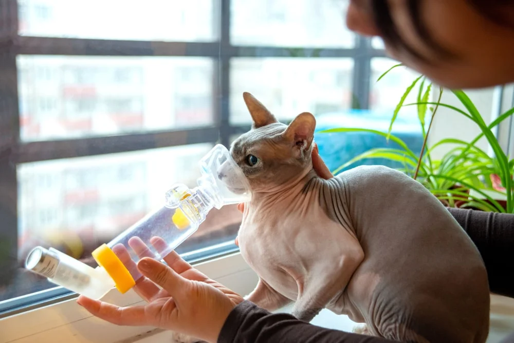 cat using an inhaler