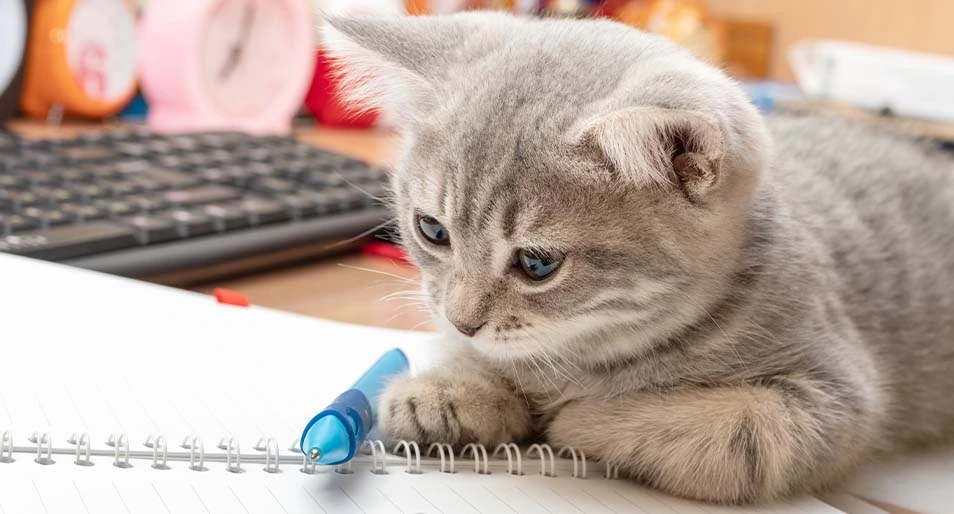 Gray cat lays on a table with a blue pen and notebook