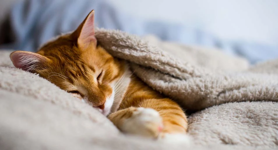Orange and white cat sleeping in a beige fluffy blanket.