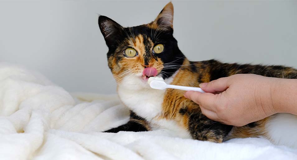 A cat getting a teeth cleaning