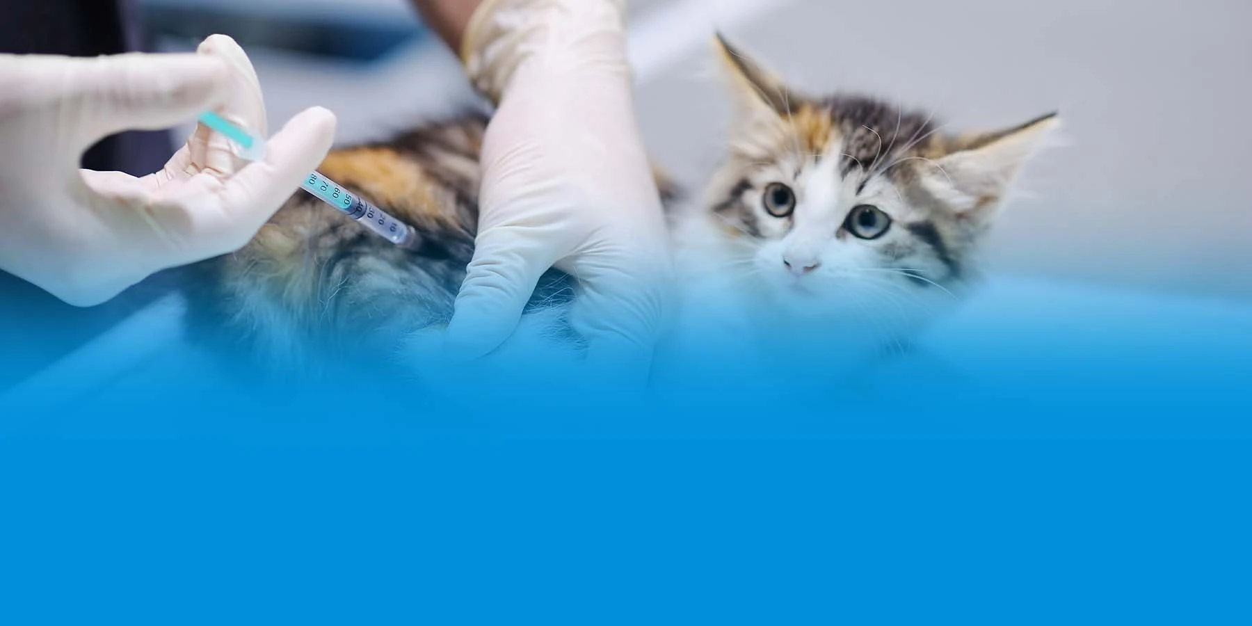 A kitten receiving a shot in its leg.