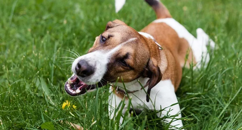 A Jack Russel terrier eating grass.