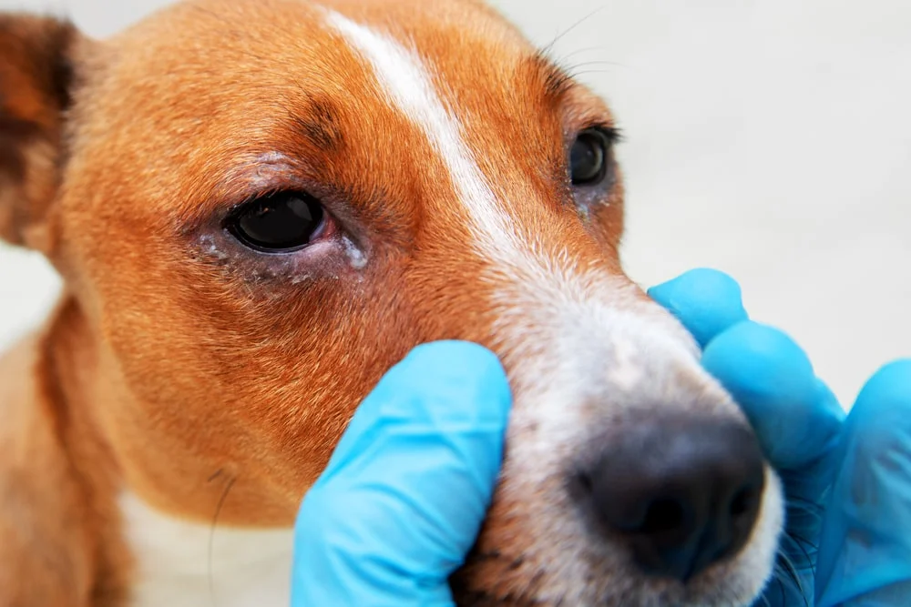 Conjunctivitis - Pink eye in dogs