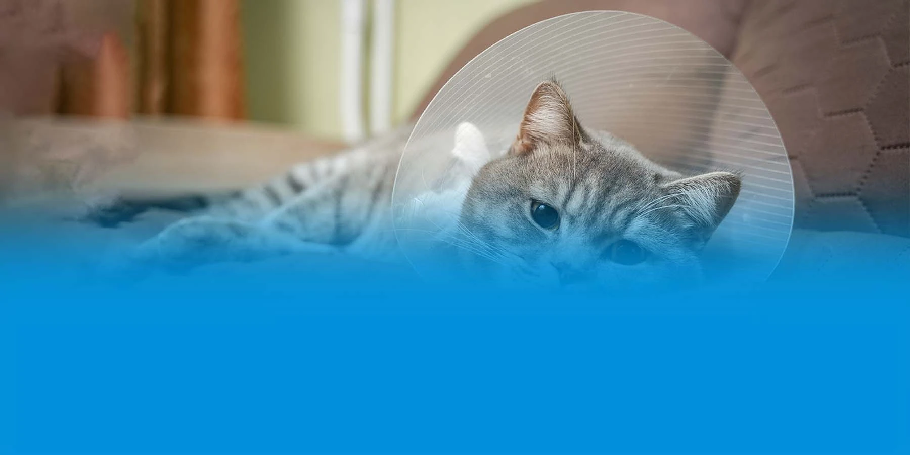 Tired gray cat resting with veterinary cone after surgery at home on the couch.