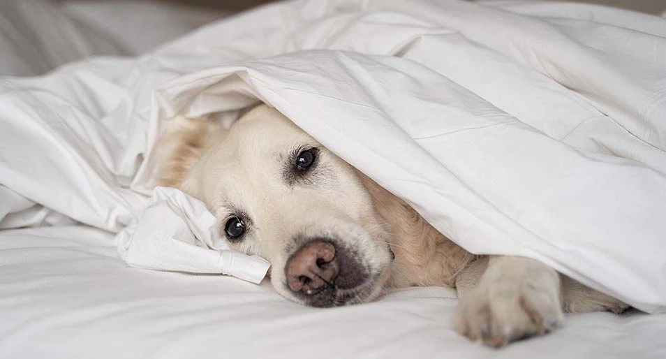 A sad looking white labrador retriever laying under a white blanket. 