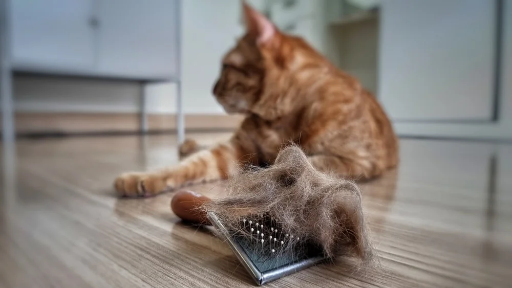 Dandruff in pets