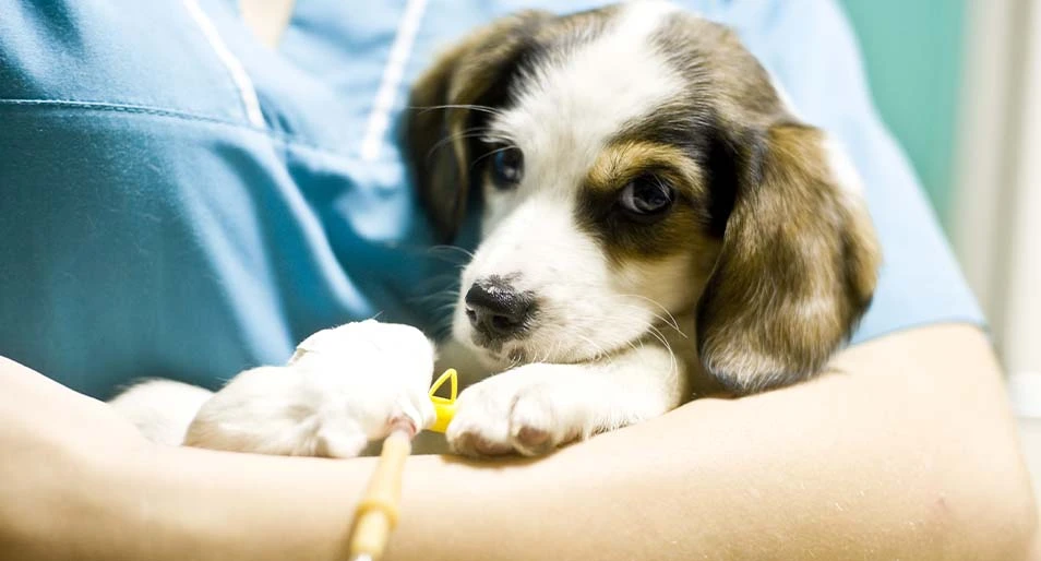 Sick puppy in animal hospital.