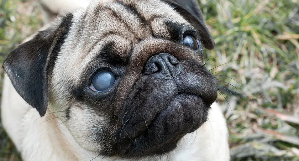 Black and white pug looking up with one eye cloudy with cataracts.