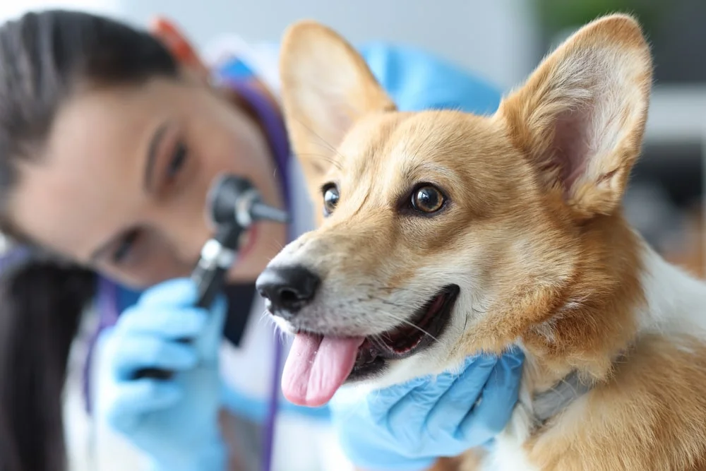 A dog lying on a table beneath being inspected by a vet