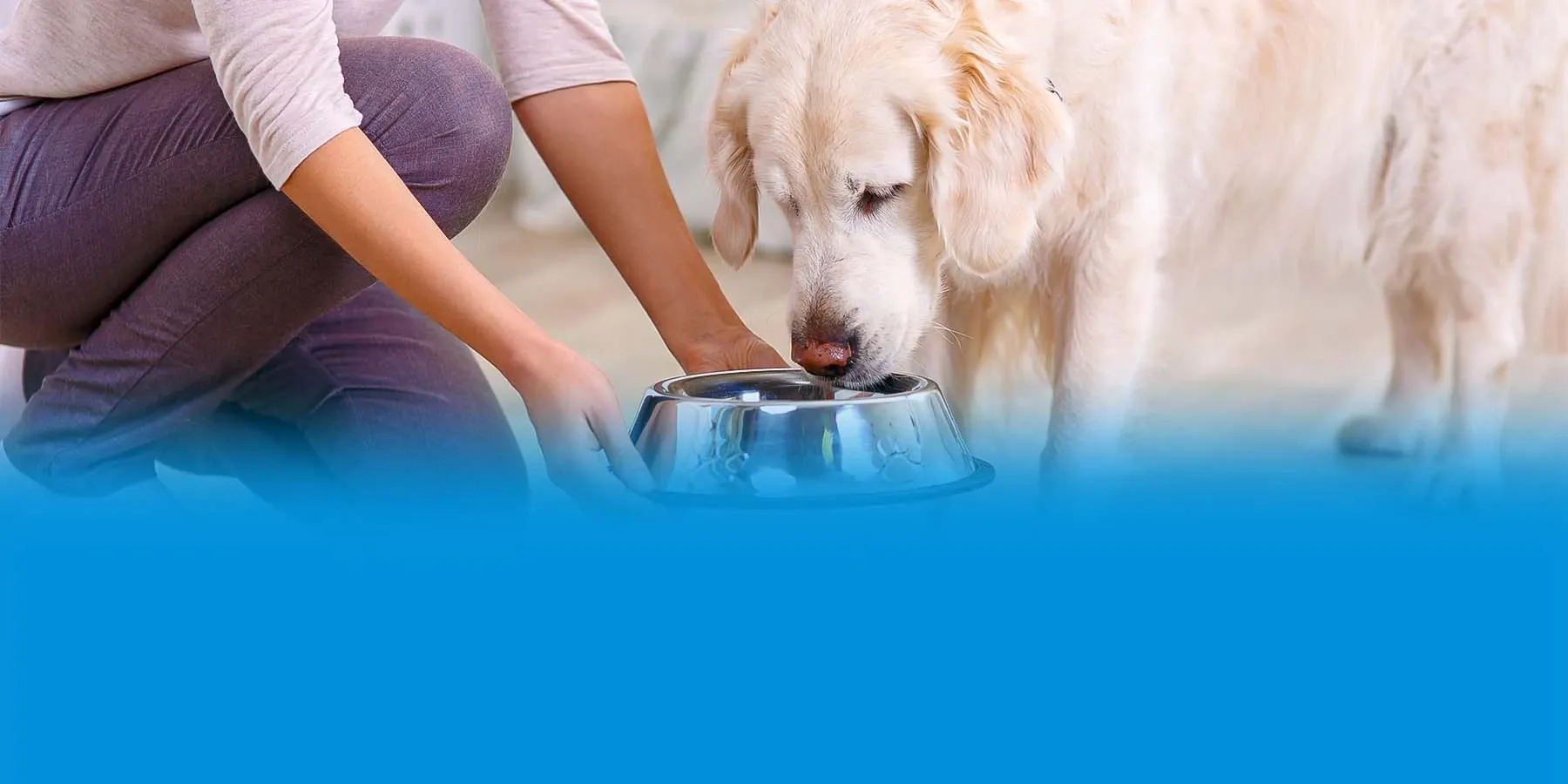 A woman placing a bowl of food in front of a white Labrador Retriever.