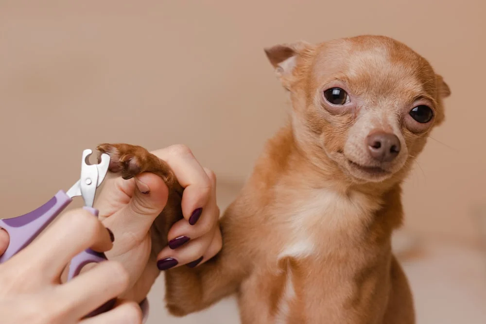 A dog getting their nails trimmed