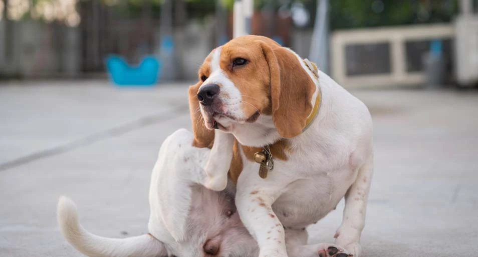 A beagle scratching their ear. 