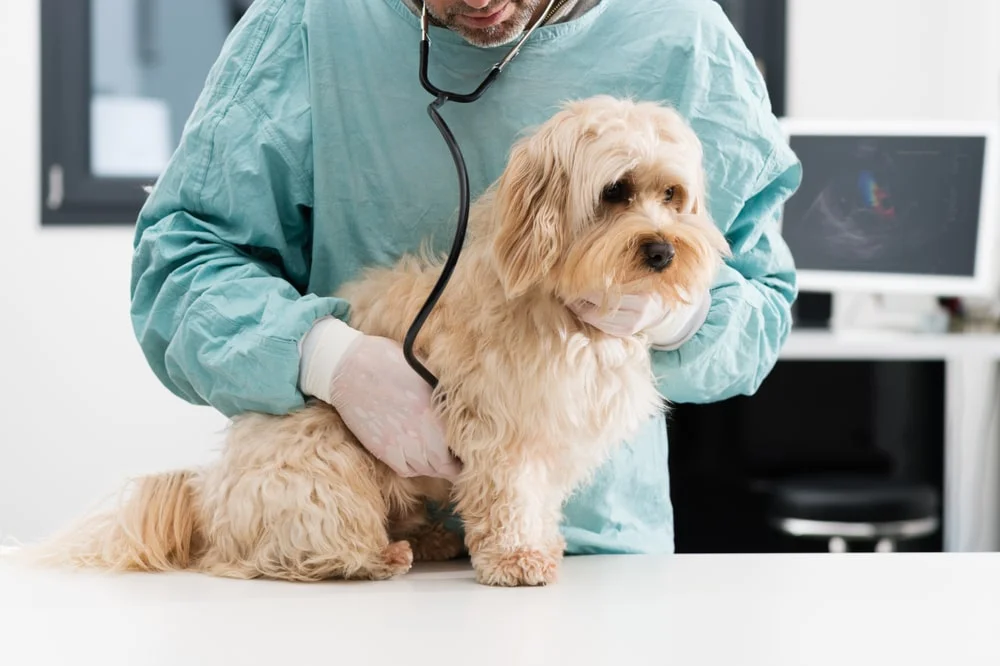Early Signs of Cancer in Dogs