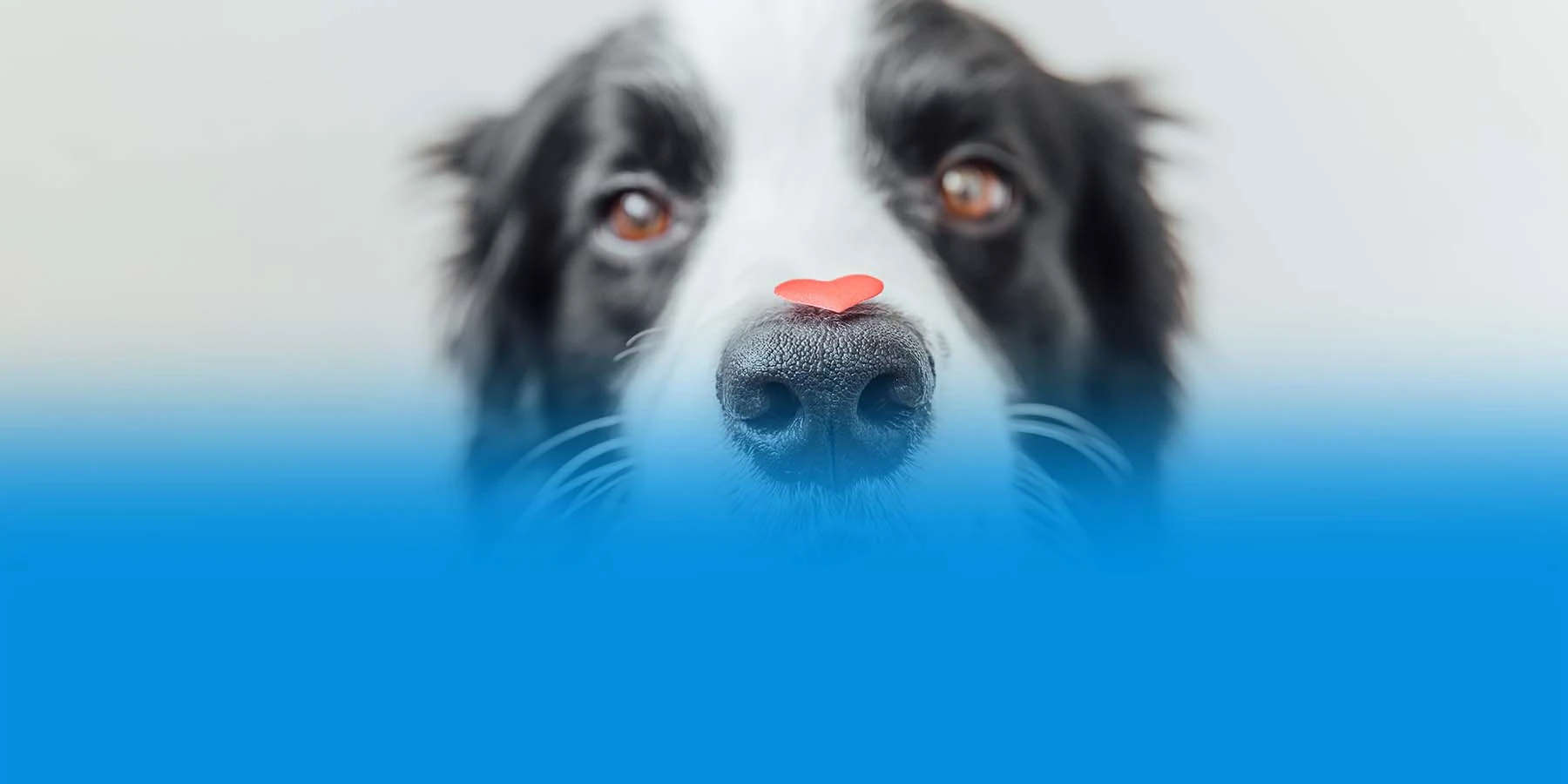 A border collie with a red heart on their nose