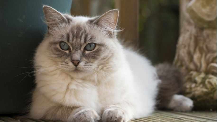 Heart Murmurs in Cats- MetLife Pet Insurance