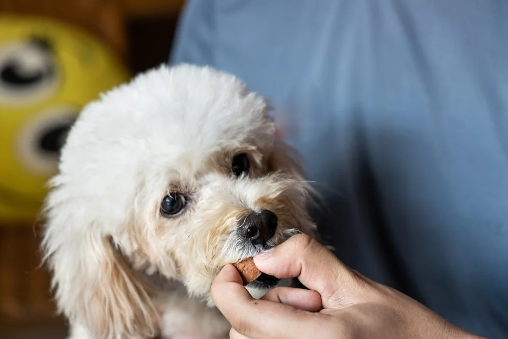 Protect your Pet from heartworms
