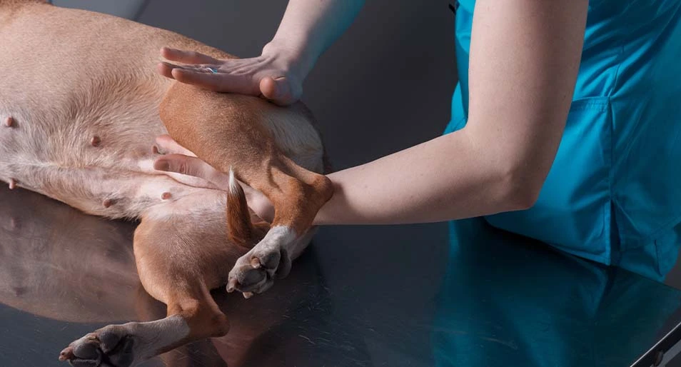A vet adjusting a brown dog’s hips.