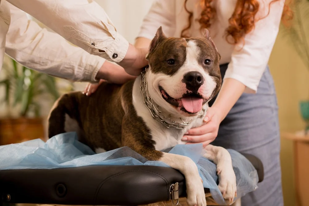 What is Holistic Health for Pets? - MetLife Pet Insurance 