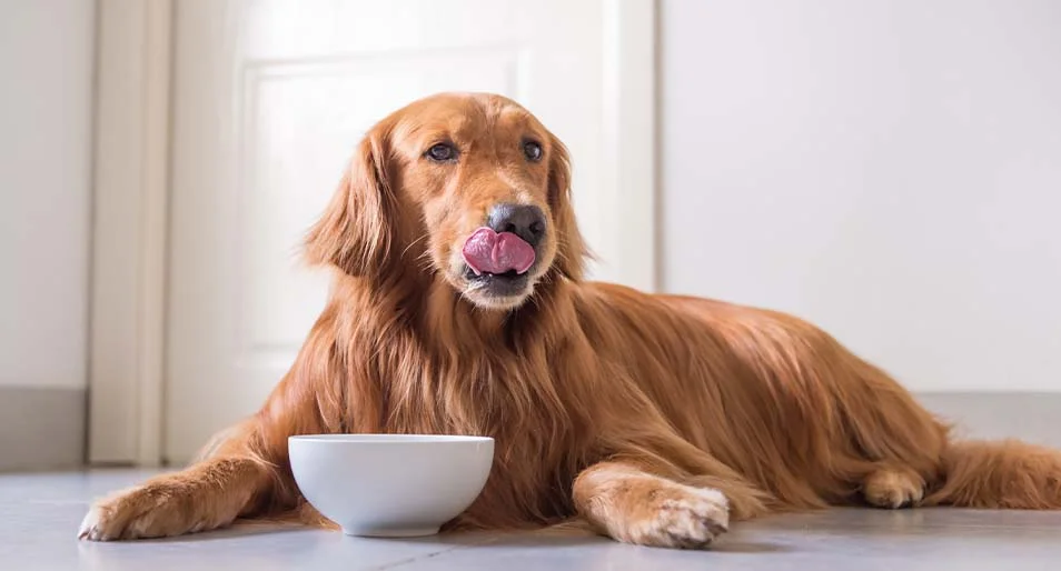 A golden retriever licking its lips in front of its food dish.