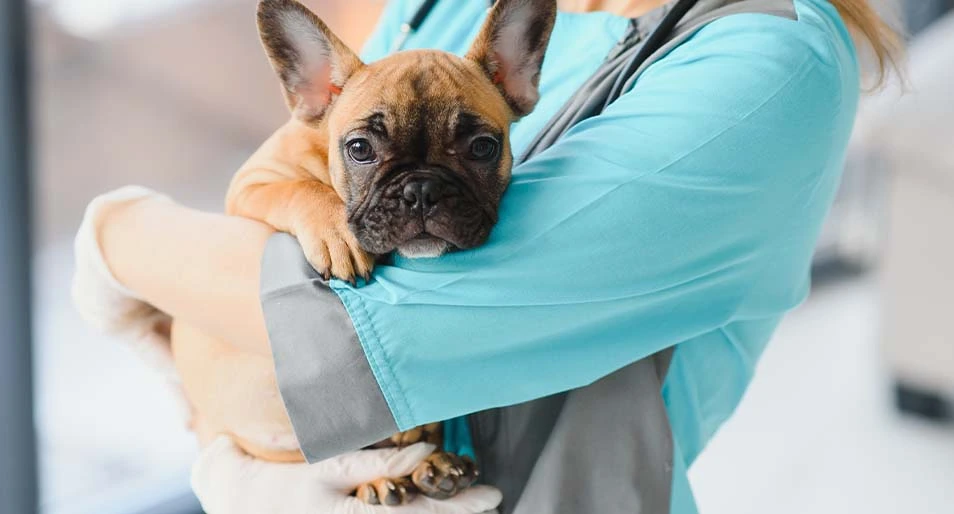 French bulldog being held by a veterinarian.