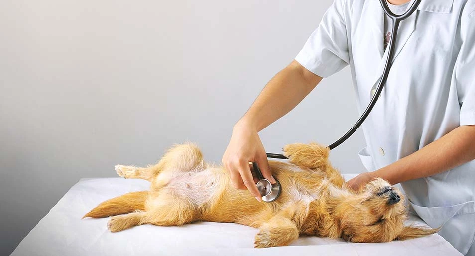 A Norfolk terrier lies on its back while a vet presses a stethoscope to its chest.