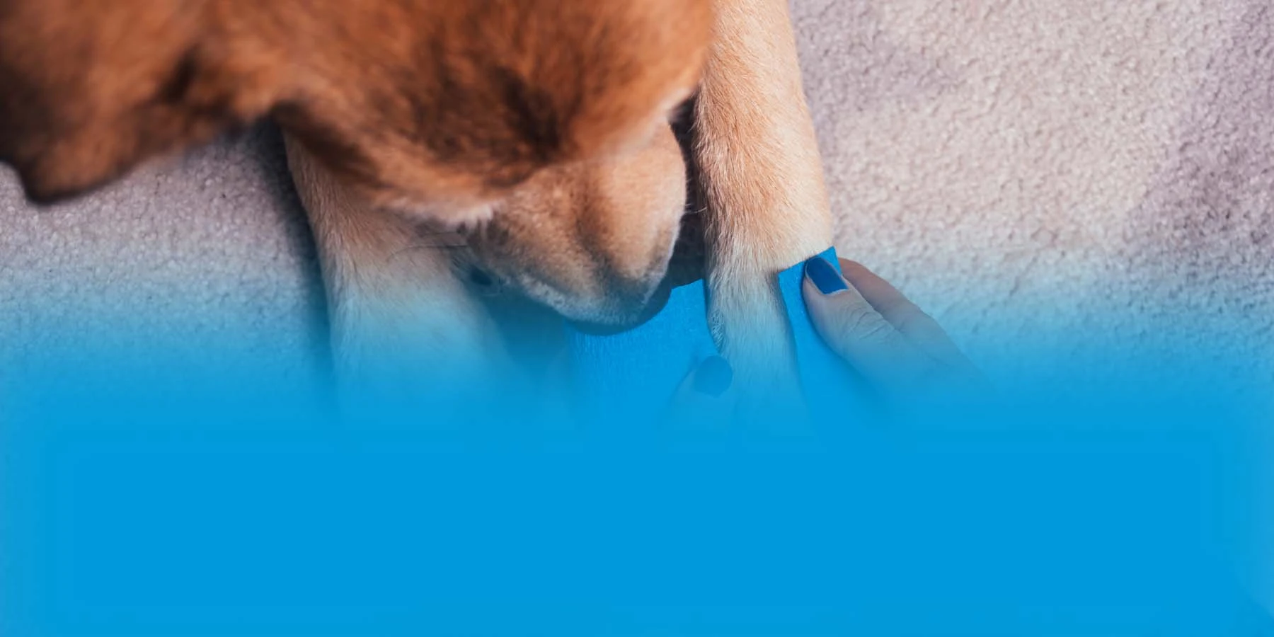 A veterinarian wraps a white dog’s leg with bright green adhesive tape.