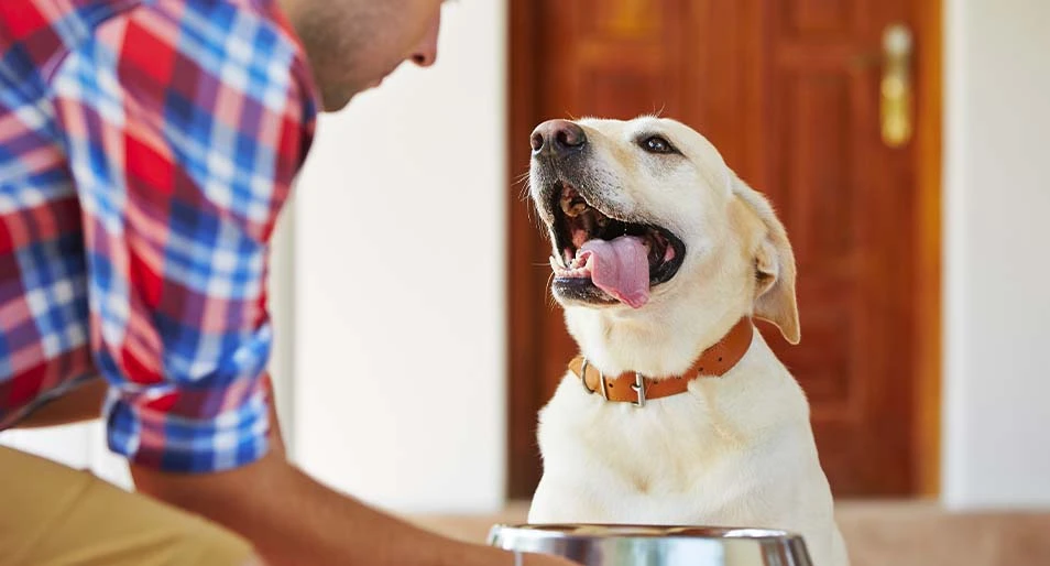  A labrador retriever waits for their food dish. 