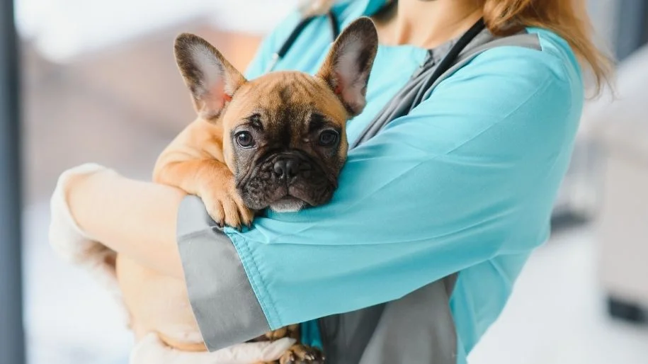 Hypoglycemia in Dogs - What to Do to Help your Pup