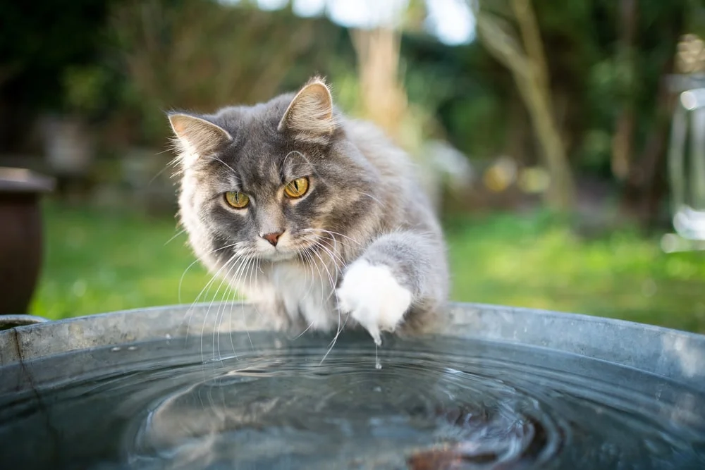 A fluffy, gray and white cat dips their paw in a large pail of water outside.