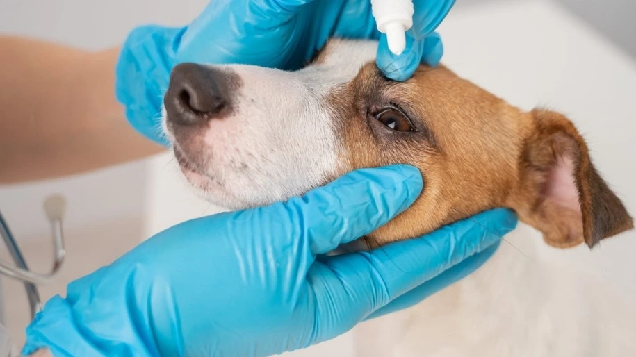 Dog Eye Injury MetLife Pet Insurance