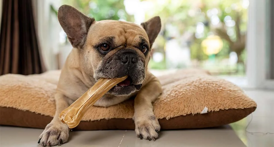 A dog chews on a rawhide bone