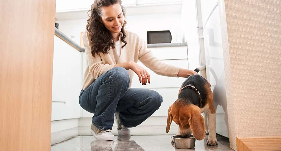 A pet parent who asked “how heavy should my dog be” encouraging her beagle to eat from a dog bowl. 