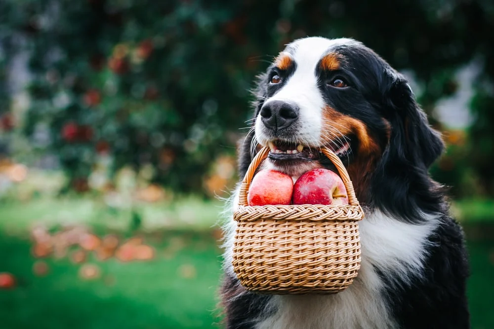 May Fruits, Herbs, & Veggies: Can Your Dog Eat Apricots, Mint & Kale?