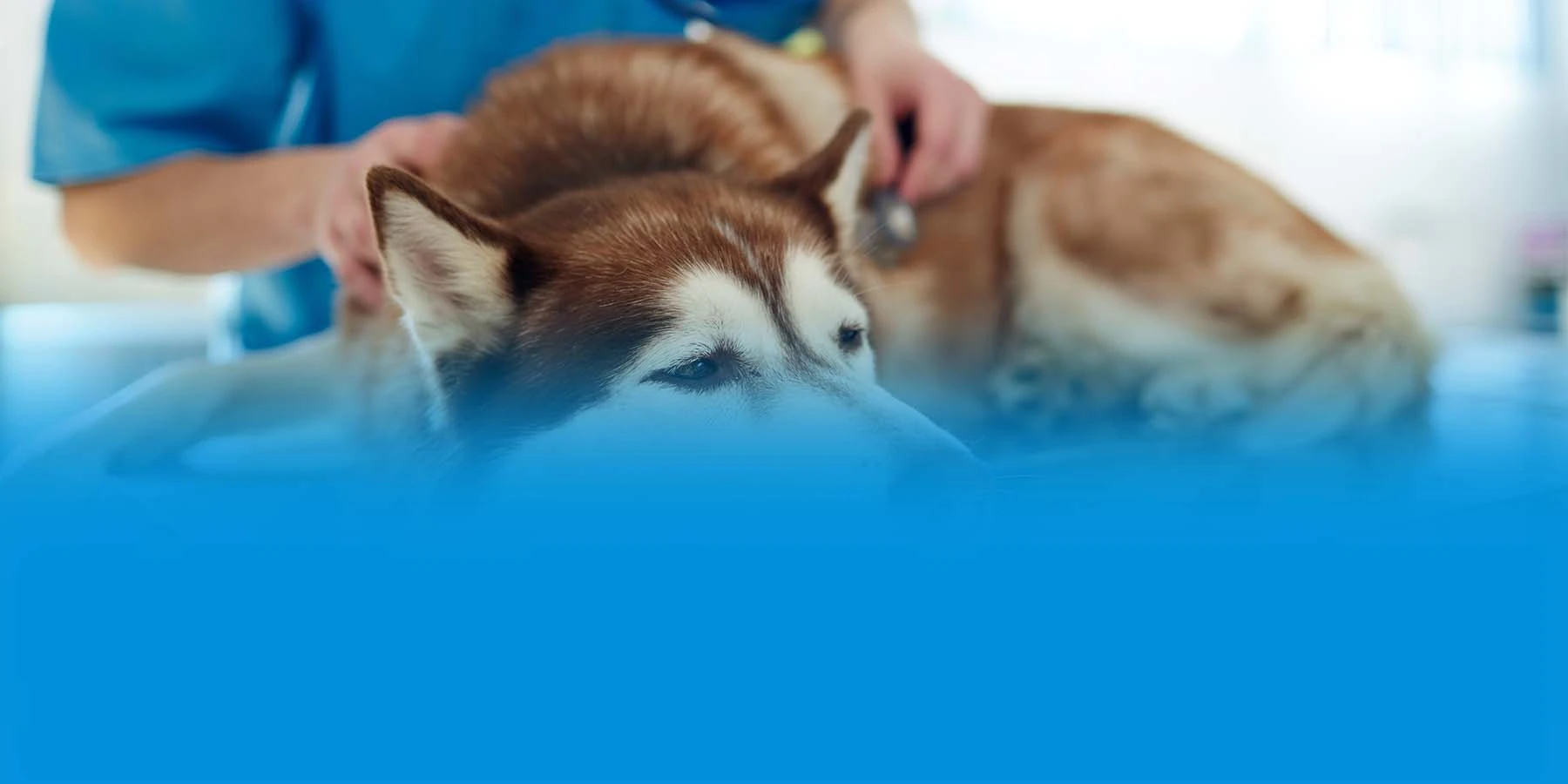 7 Most Common Cancers in Dogs