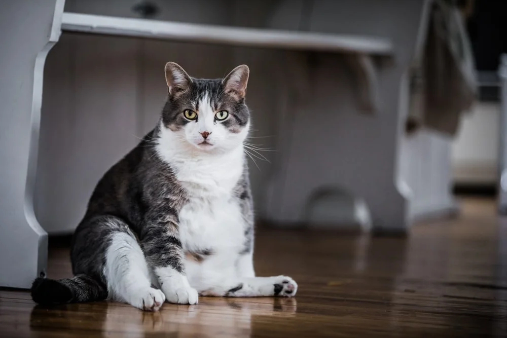 Overcoming Pet Obesity