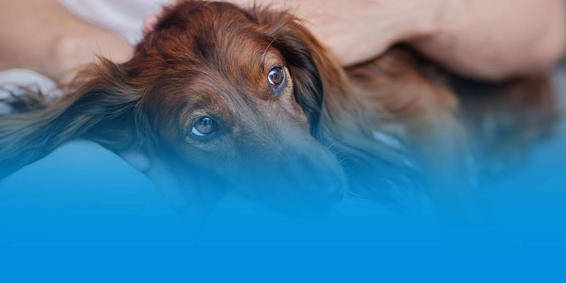 A dachshund looking sad and sick in the arms of their owner.