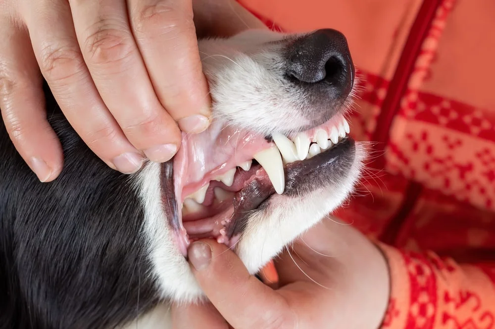 Periodontal Disease in Dogs