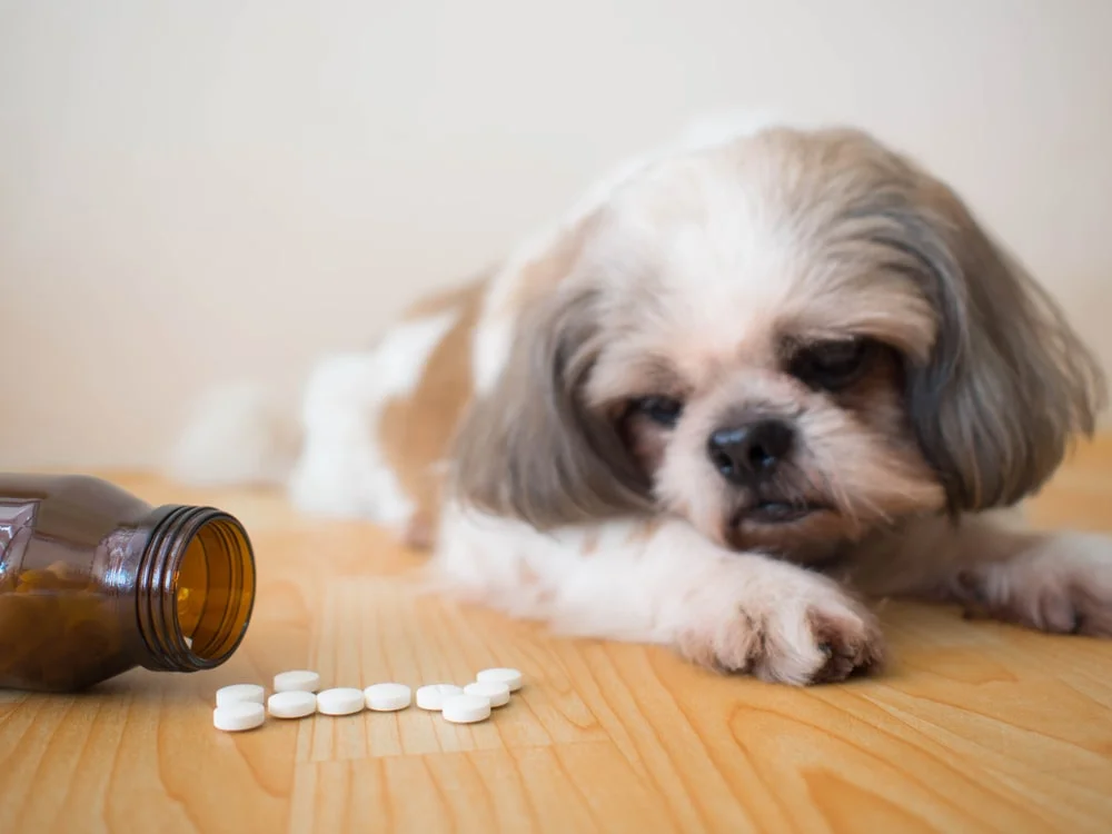 Protect Your Pets from These Common Household Poisons
