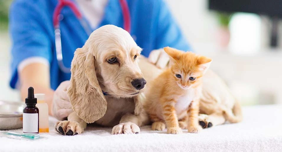 Puppy and kitten on an exam table with a veterinarian standing behind them