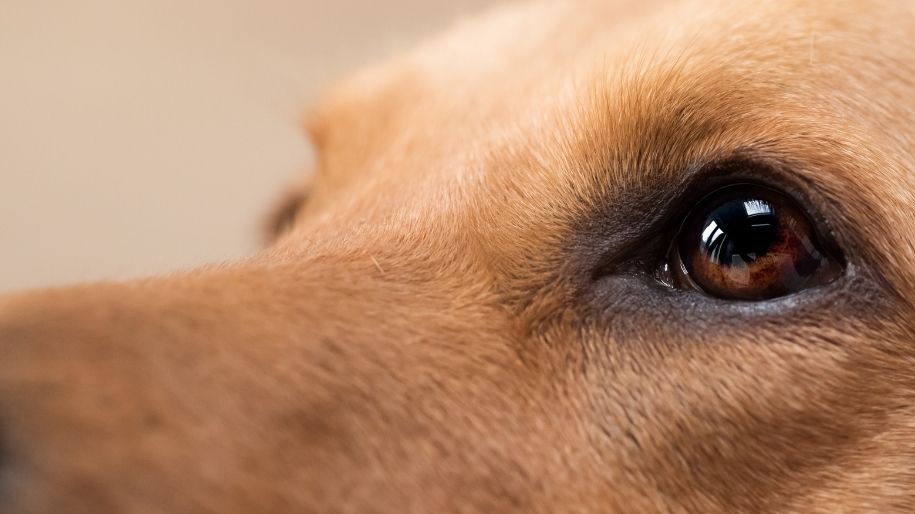 Retinal Detachment in Dogs
