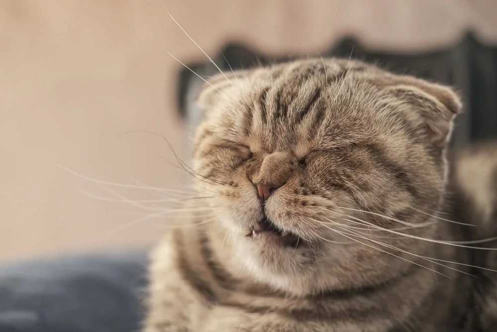 Close-up of a cat about to sneeze