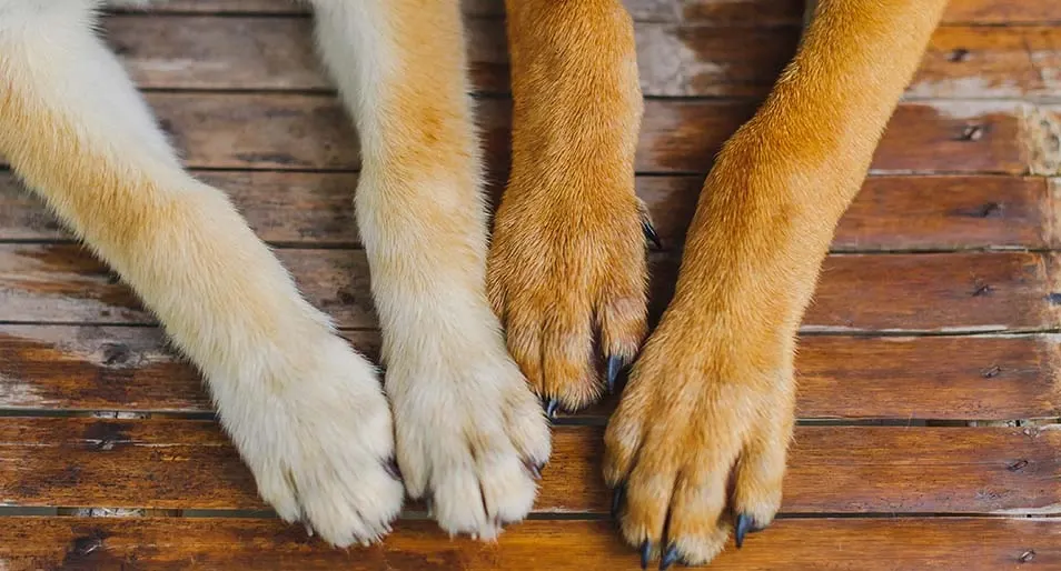A white and brown dog paws on a wooden floor background.